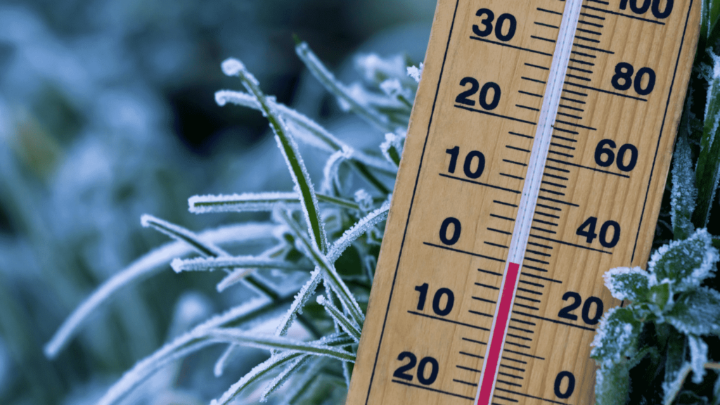 A close-up of a thermometer among frost-covered foilage.