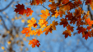 Orange and red fall leaves against a blue sky.