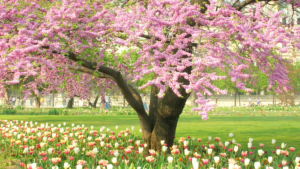 A tree with pink flowers in a patch of blooming flowers on a spring day.