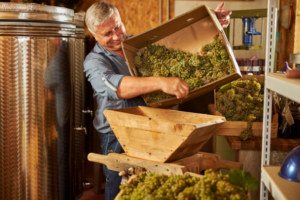 Man in a blue shirt and jeans unloading freshly harvested green grapes to start wine production.
